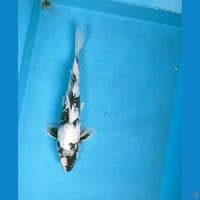 shiro ginrin 28cm male