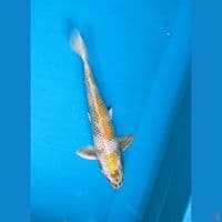 kin ki showa 30cm tattegoi