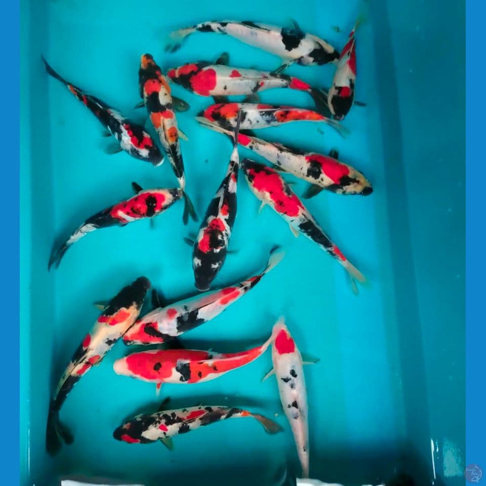 mix mantab 15-20cm 15ekor