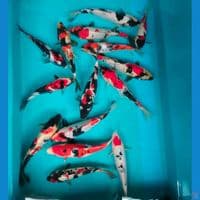 mix mantab 15-20cm 15ekor