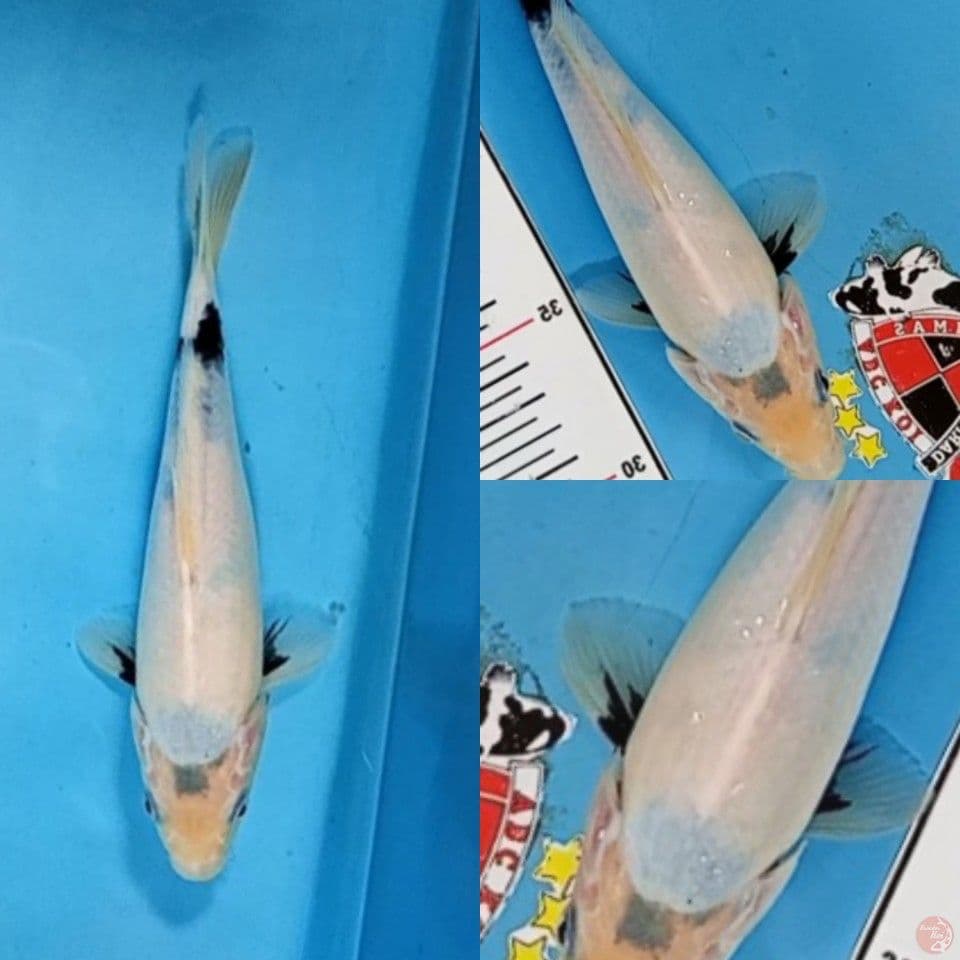 Shiro Utsuri Tategoi 23 cm 