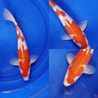 Kohaku 35 cm