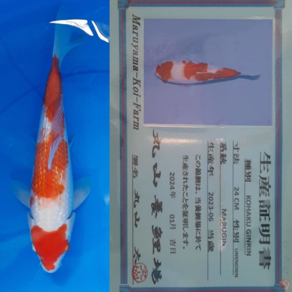 Kohaku Ginrin 33 cm serty Maruyama