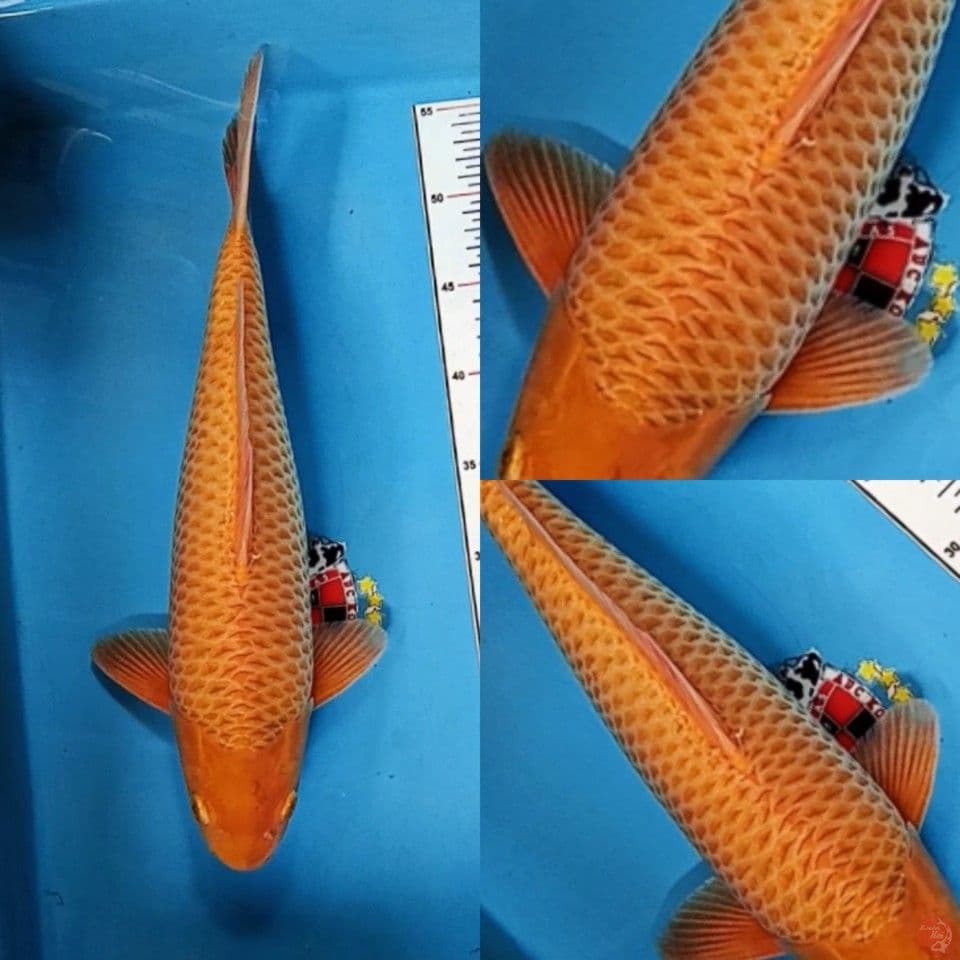 Karashi jantan 40 cm