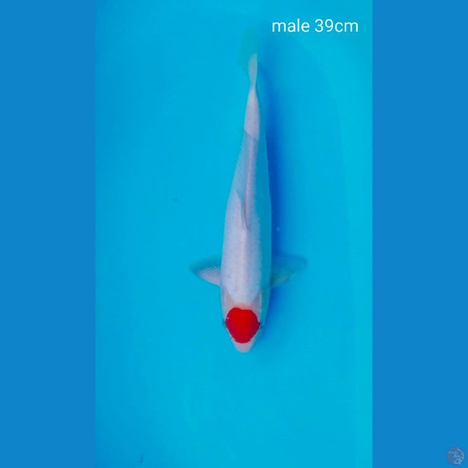 Akf male 39cm orijinal