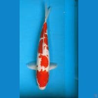 kohaku 43cm fm