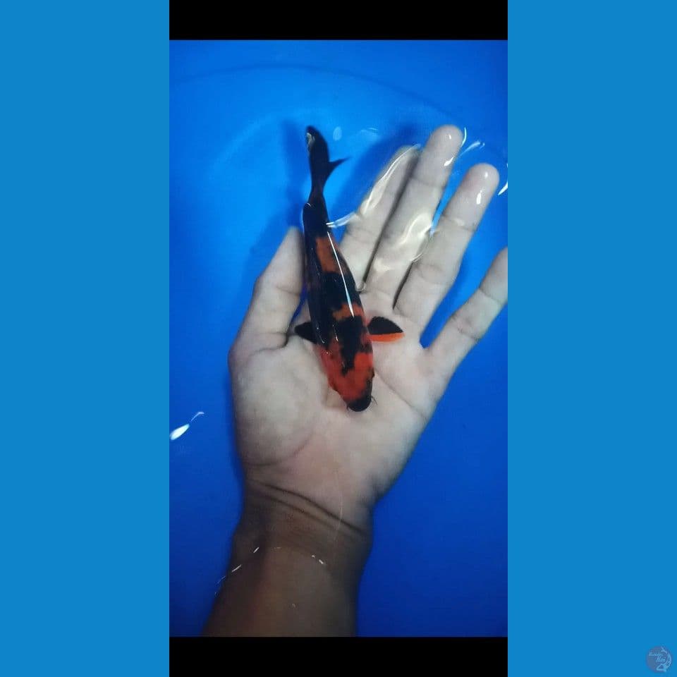 blak utsuri 15bu