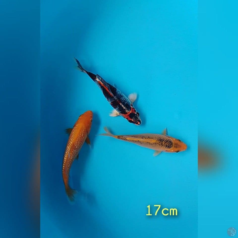 mix 17cm