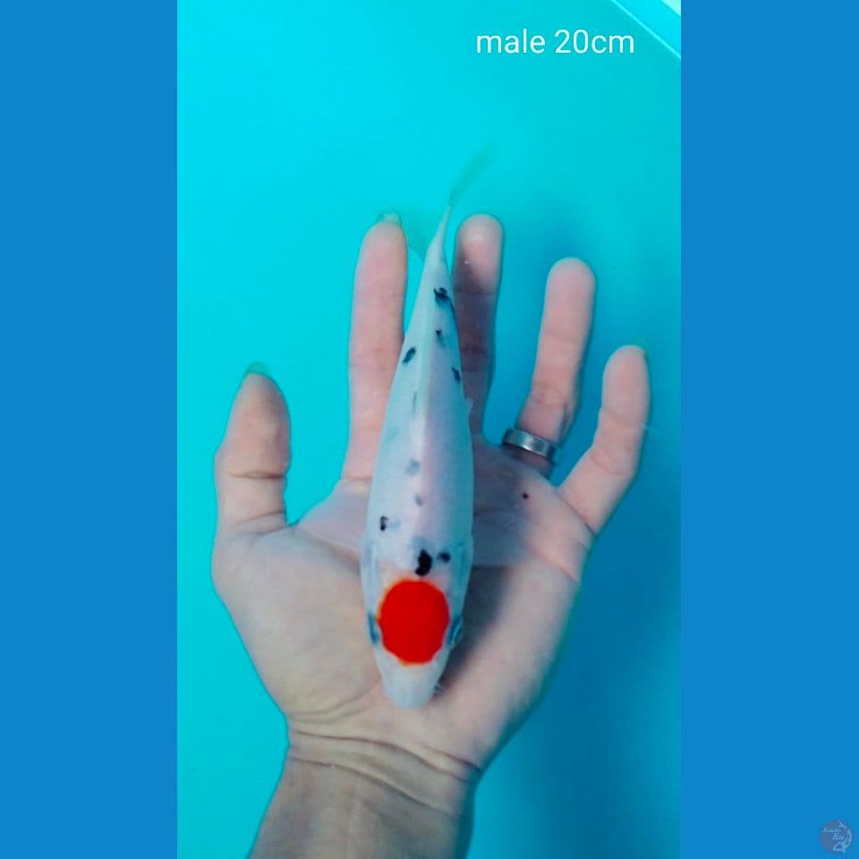 ori male 20cm