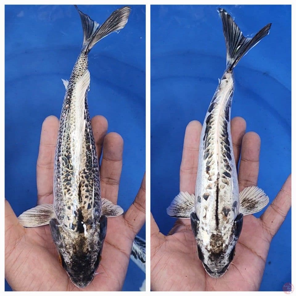 paket banana putih 2 ekor