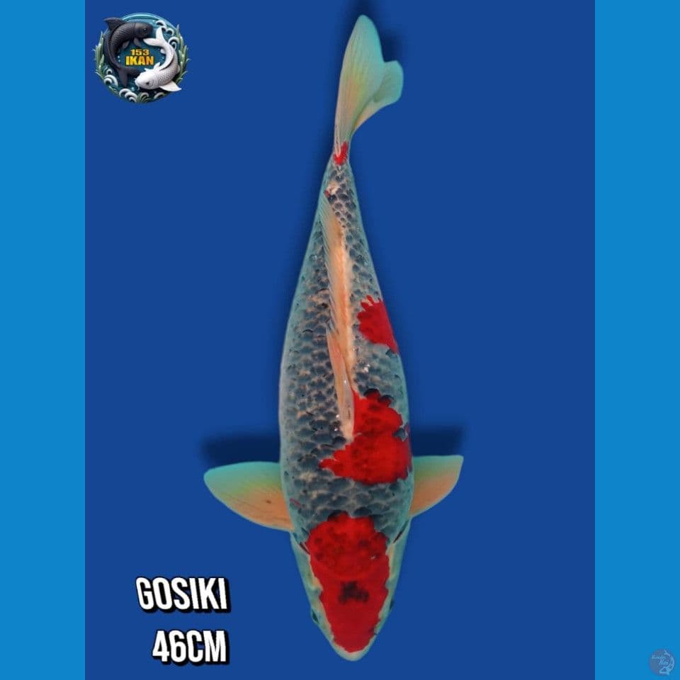 Goshiki