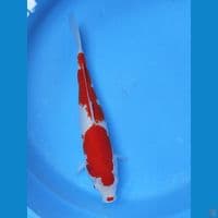 kohaku 38cm merah strong