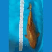 ChAgoi 60cm 