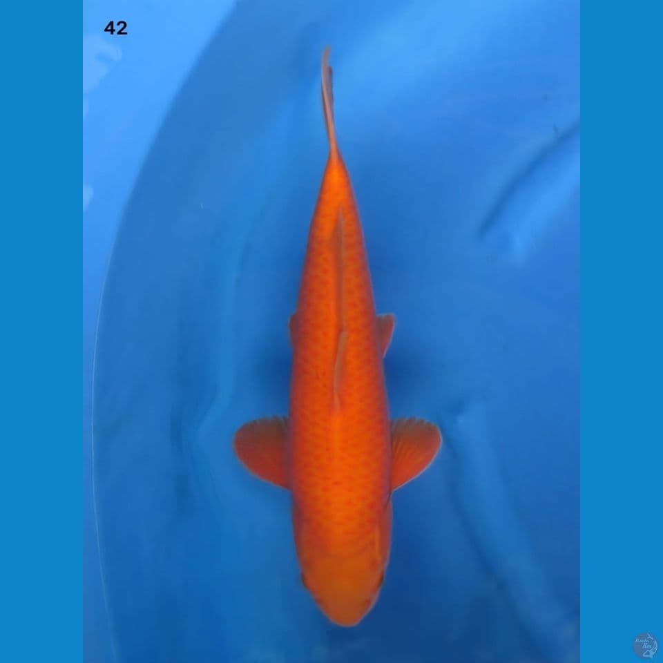 42cm male - Red Benigoi Bersih 