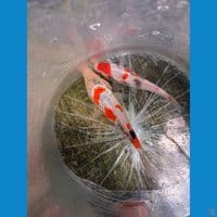 paket 2 ekor showa kualiatas 18-23 cm