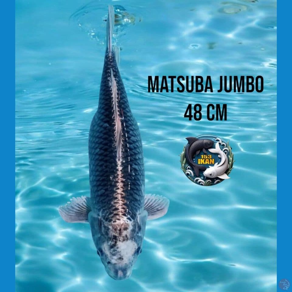 Matsuba Jumbo