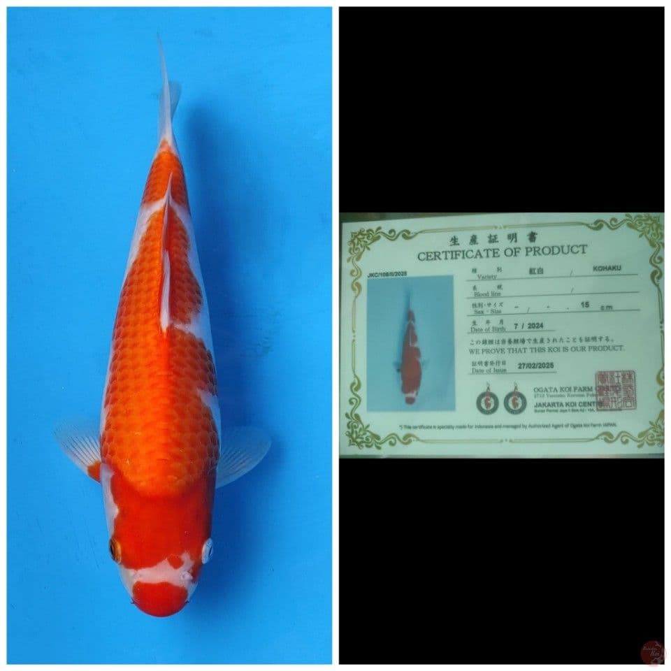 Ogata Kohaku 