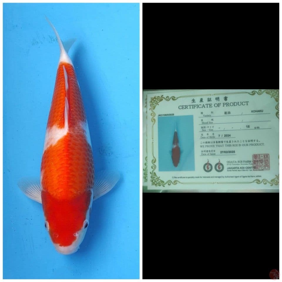 Ogata Kohaku 