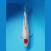 TANCO KOHAKU ORIGINAL 28cm