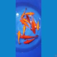 paket 12 ekor Mix koi karashi red karashi karamel 25 35cm