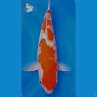 showa kanoko bulky strong 45cm