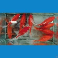 Jumbo Tamasaba 9 ekor 13 17 cm 