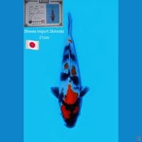 showa import Shinoda 21cm