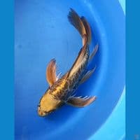 MUKASHI ARAGOKE 32CM