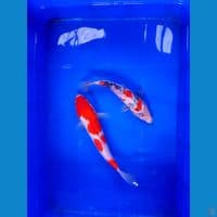 pkt 2 ekor 25-30cm