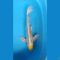YELLOW KUJAKU 48CM