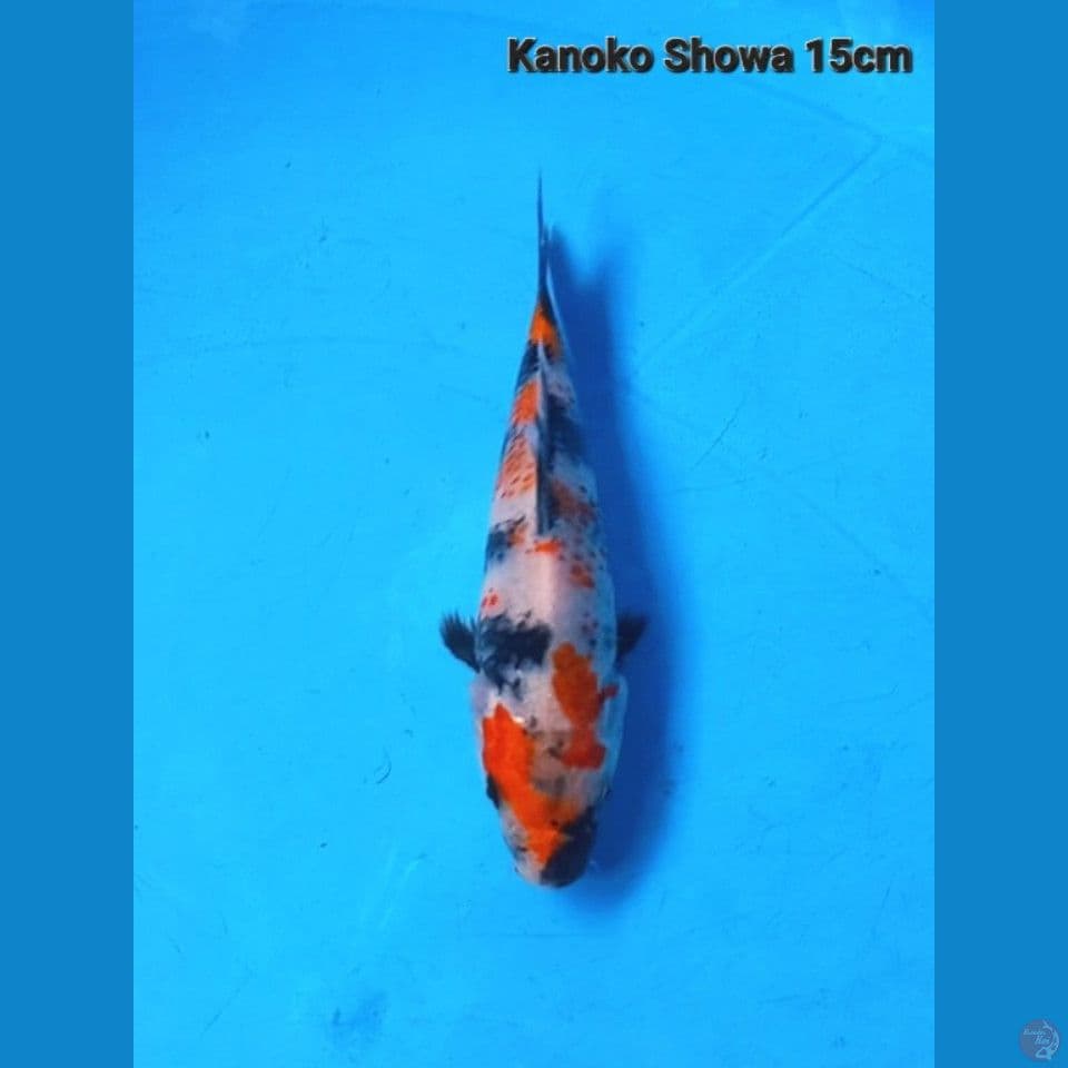 Showa Kanoko 15cm