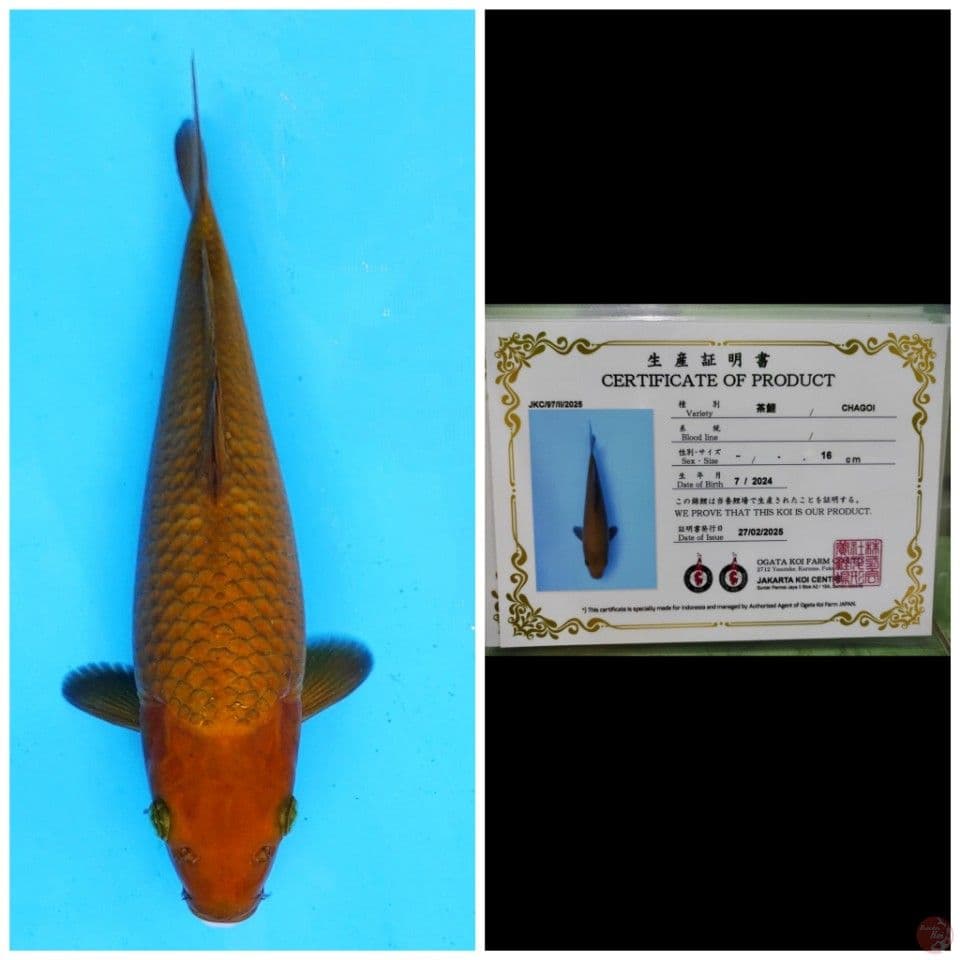Ogata Chagoi 