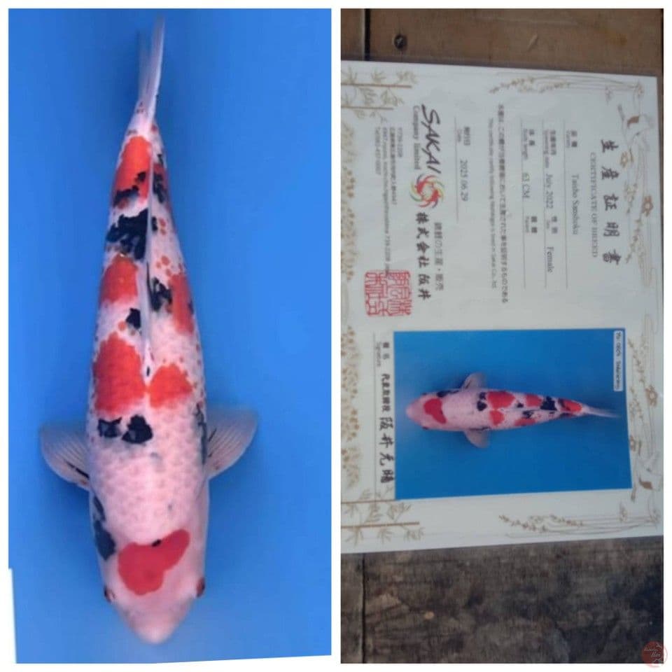 SANKE jumbo 68bu serti sakai