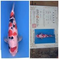 SANKE jumbo 68bu serti sakai