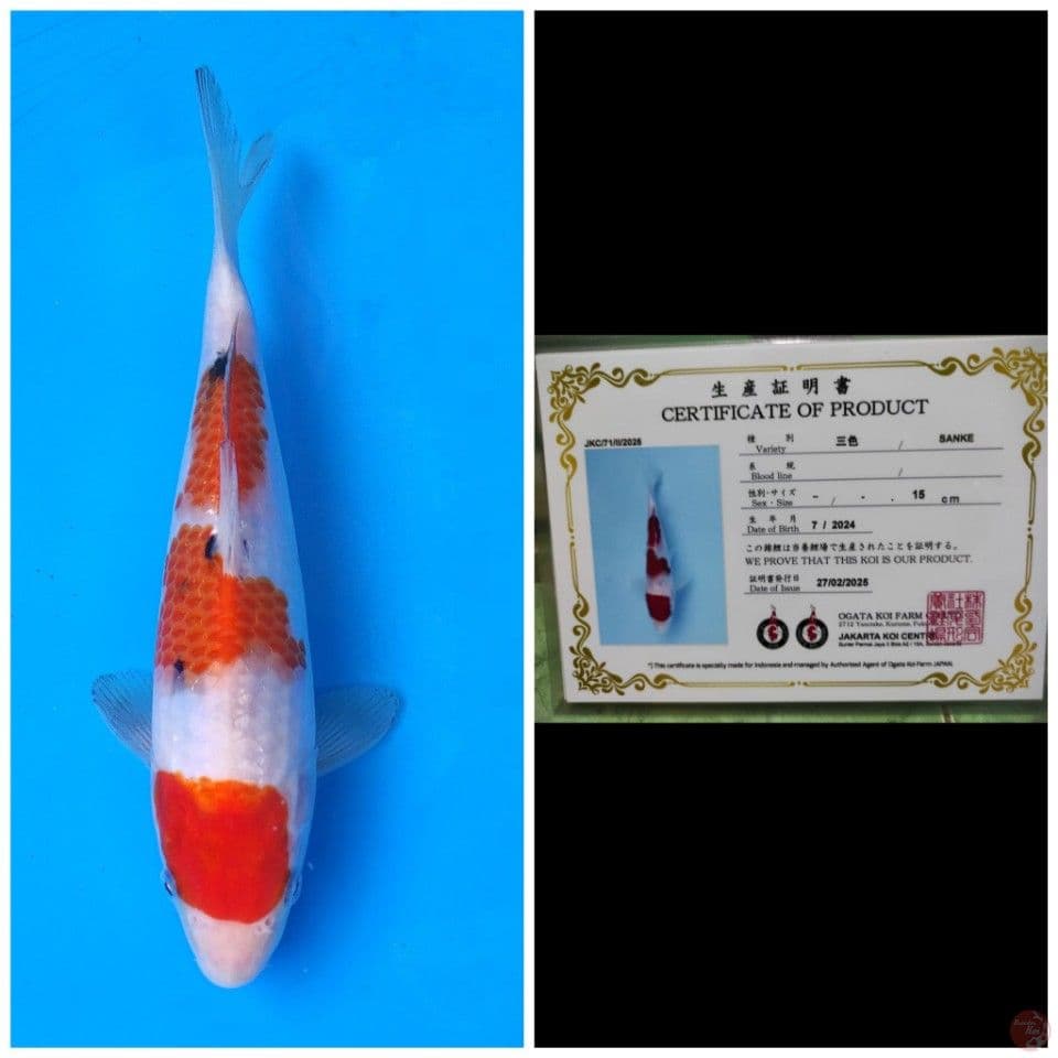 Ogata Sanke 