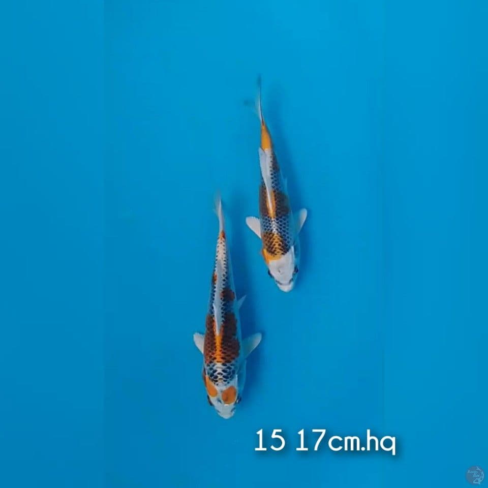 kujaku hq 15 17cm