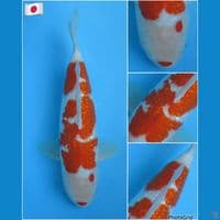 33cm - Kohaku gindrin import serti 