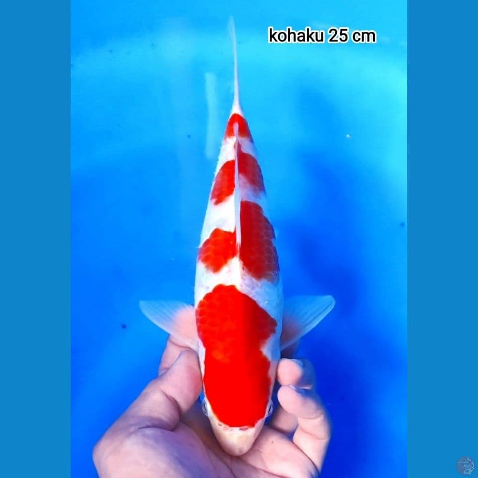 kohaku 25cm