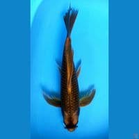 KUMPAY KABUTO 47CM