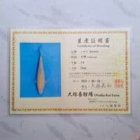 OTSUKA KARASHI 35CM IMPORT SERTIFIKAT