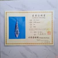 OTSUKA SHUSUI 40CM SERTI