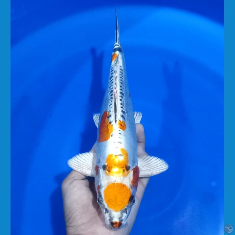 MARUTEN KIKOKURYU TATEGOI 29CM MALE