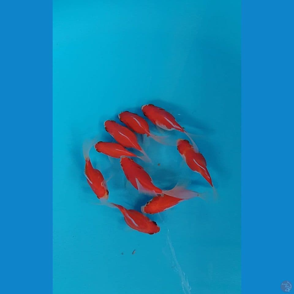 tamasaba longtail sodtail 9 10cm