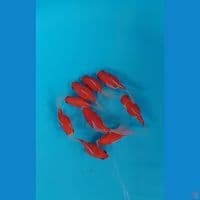 tamasaba longtail sodtail 9 10cm