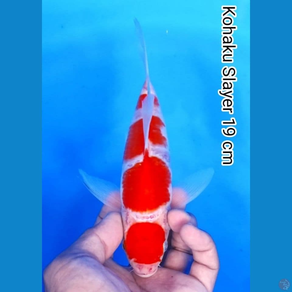 kohaku slayer 19cm