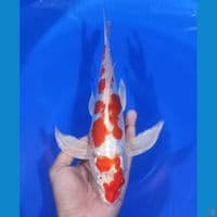KUMPAY KIKUSHUI 30CM