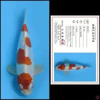 28cm - Kinkhusui Import