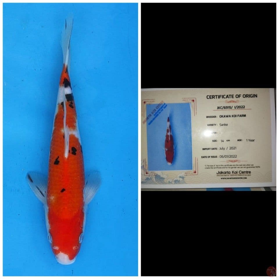 Okawa Sanke 