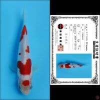 12cm - Kohaku Doitsu import 