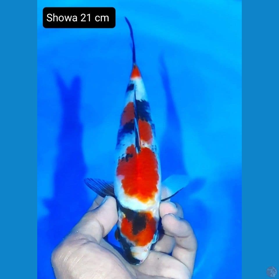 showa maruten 21cm